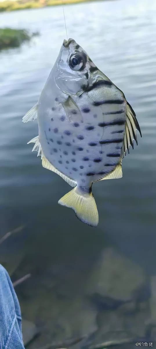 多纹钱蝶鱼钓获 深圳市 0.2kg