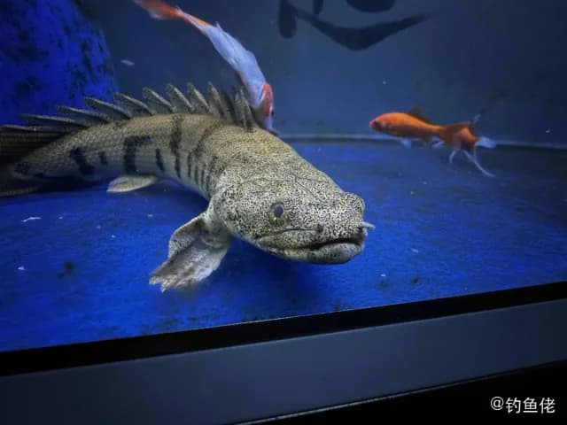 恩氏多鳍鱼钓获 潍坊市 2.8kg