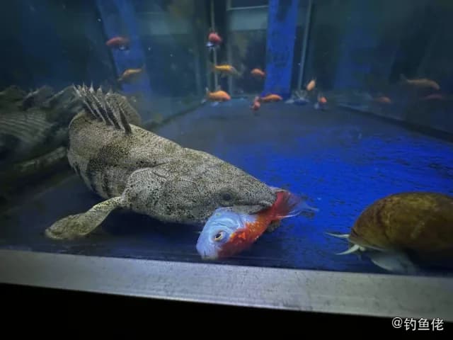 恩氏多鳍鱼钓获 潍坊市 2.6kg