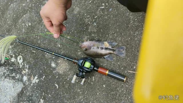 粉红副尼丽鱼钓获 珠海市 0.15kg