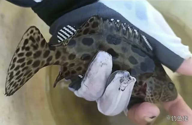 蜂巢石斑鱼钓获 汕尾市 6kg