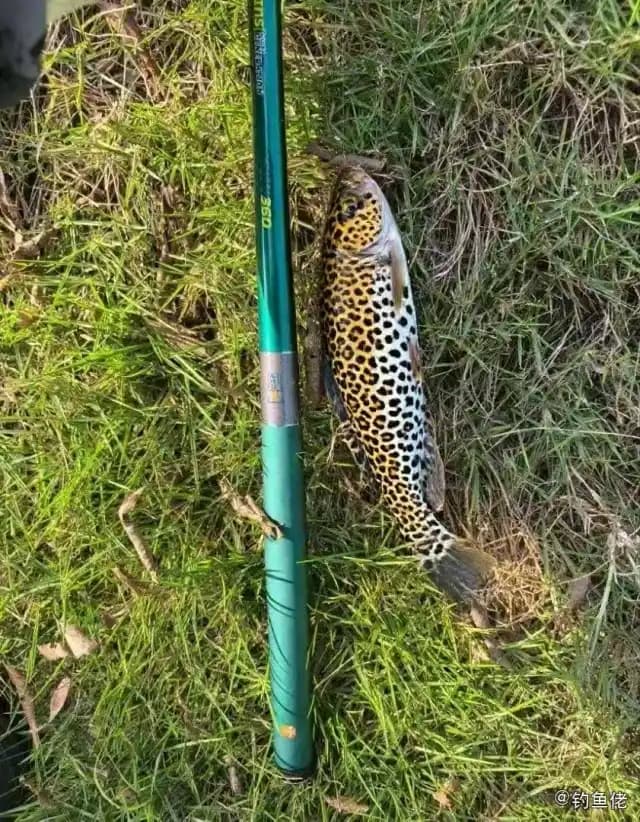 蜂巢石斑鱼钓获 温州市 0.7kg