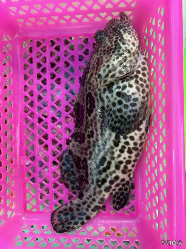 蜂巢石斑鱼钓获 三亚市 2.7kg