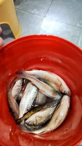 凤鲚钓获 丽水市 0.02kg