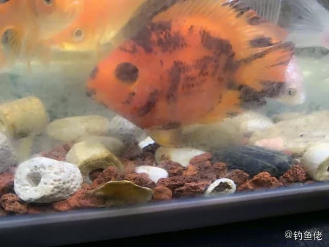 盖斑斗鱼钓获 泉州市 1kg