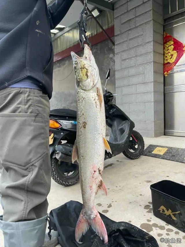 鳡鱼钓获 镇江市 9.7kg