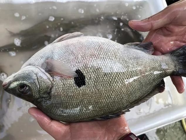 高体革鯻钓获 葫芦岛市 4kg