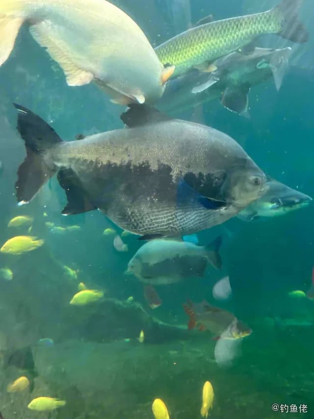 高体革鯻钓获 珠海市 4kg