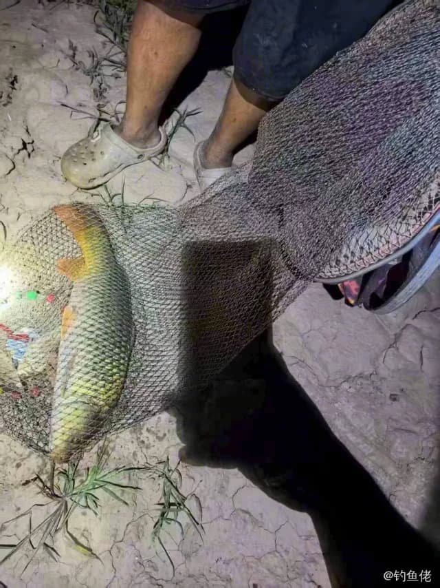 格纹海猪鱼钓获 运城市 2kg
