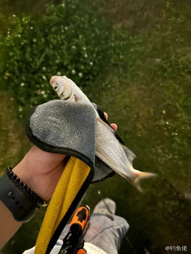弓背鱼钓获 苏州市 0.3kg