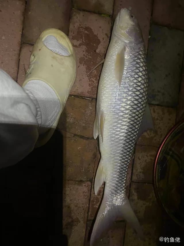 桂孟加拉国鲮钓获 佛山市 3.2kg