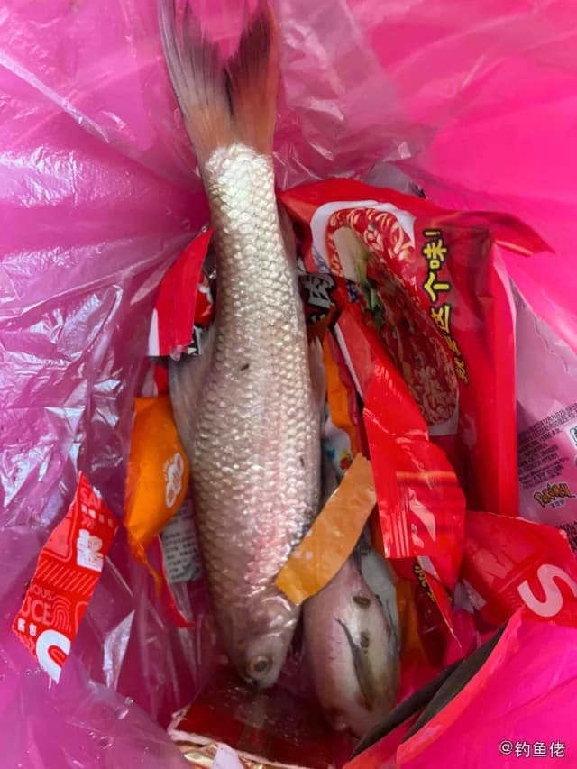 桂孟加拉国鲮钓获 南宁市 0.6kg