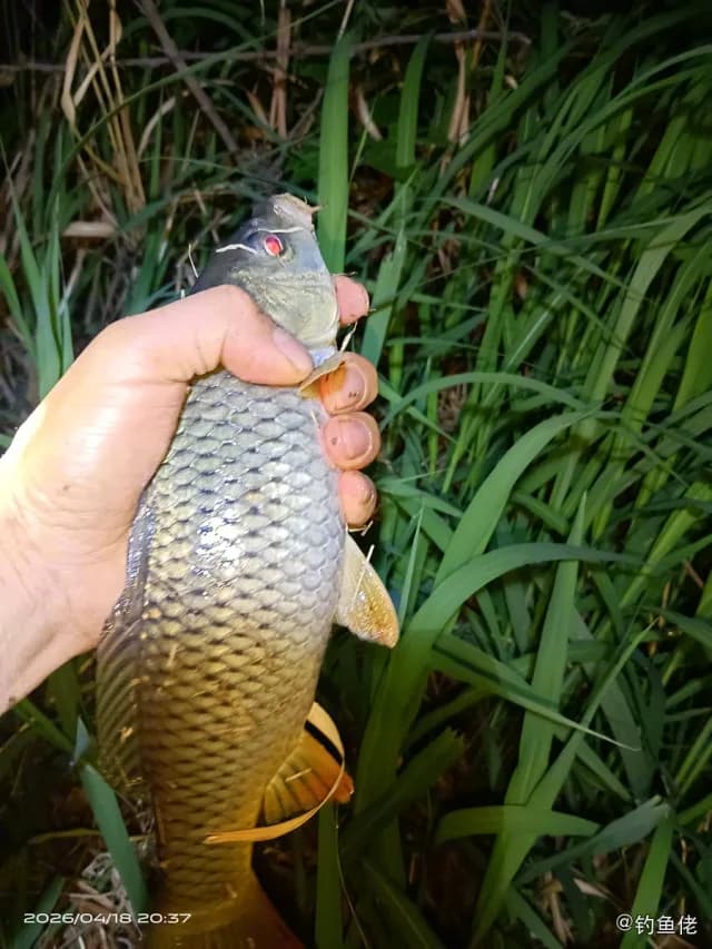 桂孟加拉国鲮钓获 北京市 0.4kg