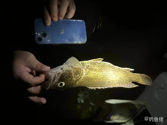 鳜鱼钓获 丹东市 0.8kg