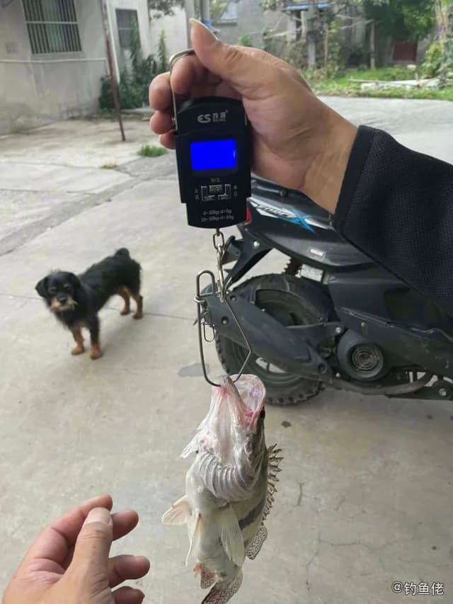 鳜鱼钓获 镇江市 1kg
