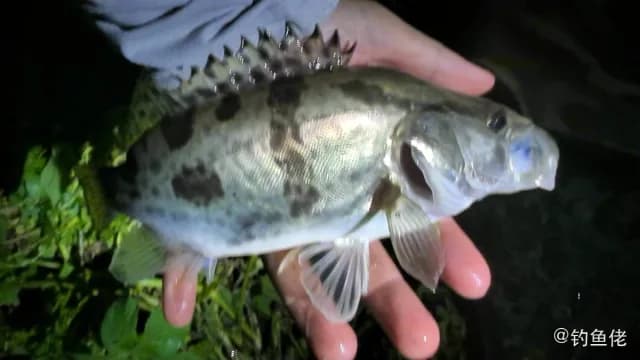 鳜鱼钓获 南充市 0.2kg