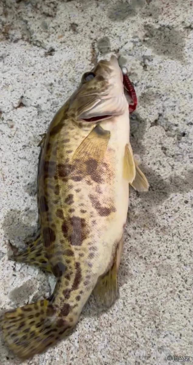鳜鱼钓获 资阳市 0.8kg