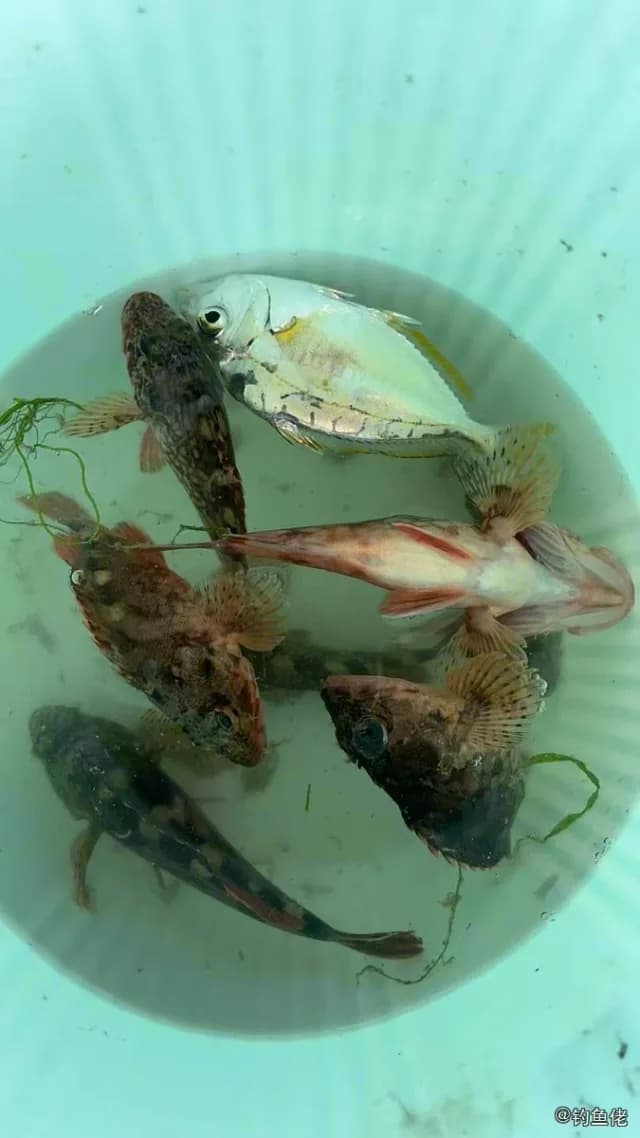 褐菖鲉钓获 三明市 0.1kg