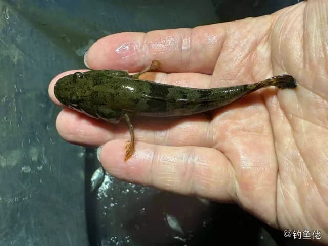 河川沙塘鳢钓获 杭州市 0.04kg