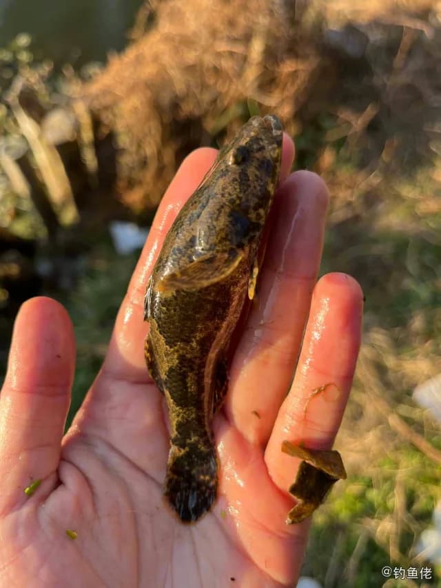 河川沙塘鳢钓获 绍兴市 0.04kg