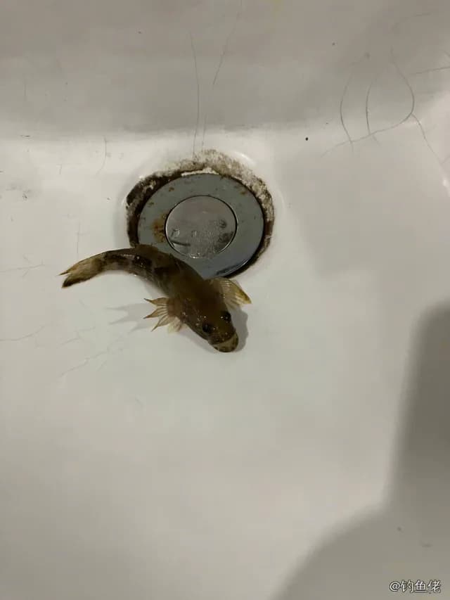 河川沙塘鳢钓获 杭州市 0.01kg