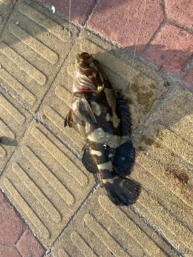 褐带石斑鱼钓获 汕头市 1kg