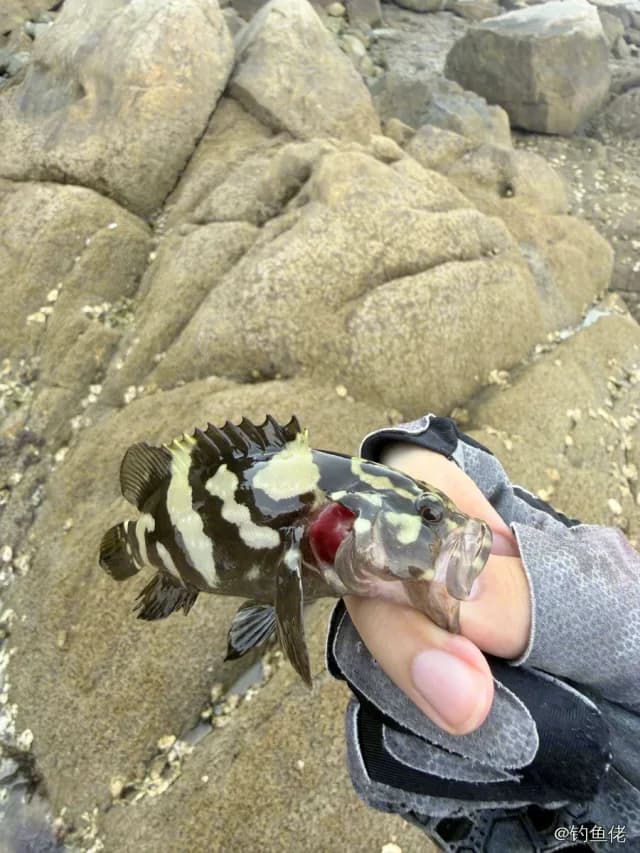 褐带石斑鱼钓获 威海市 1kg