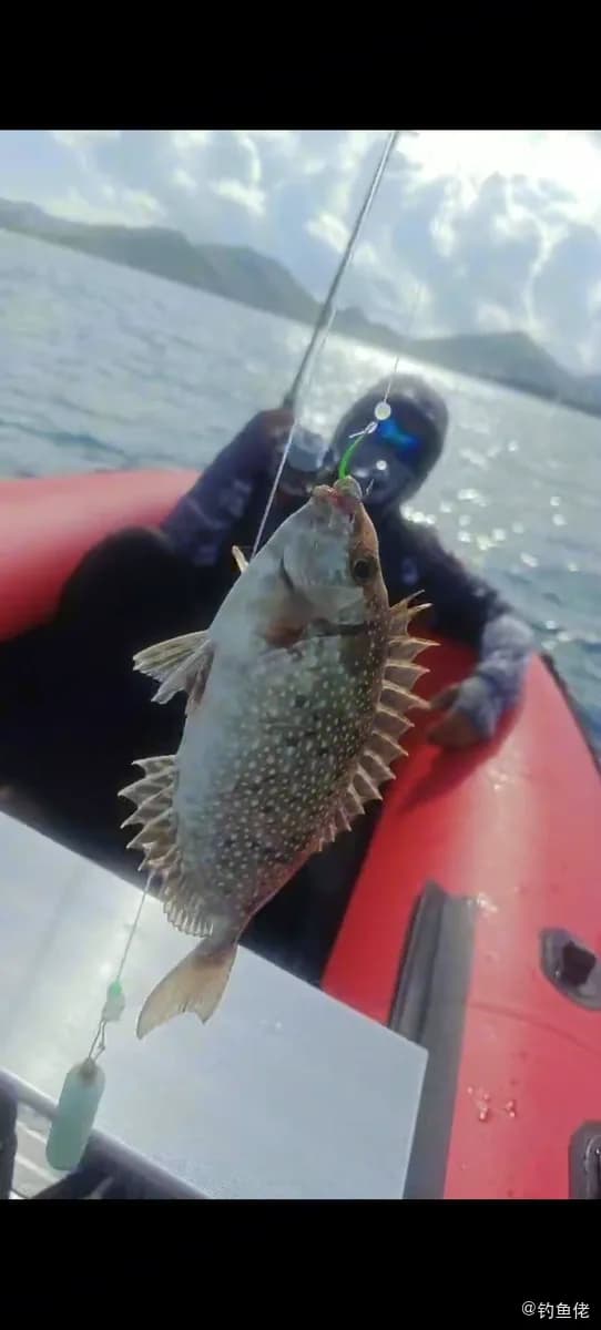 褐篮子鱼钓获 三亚市 0.5kg