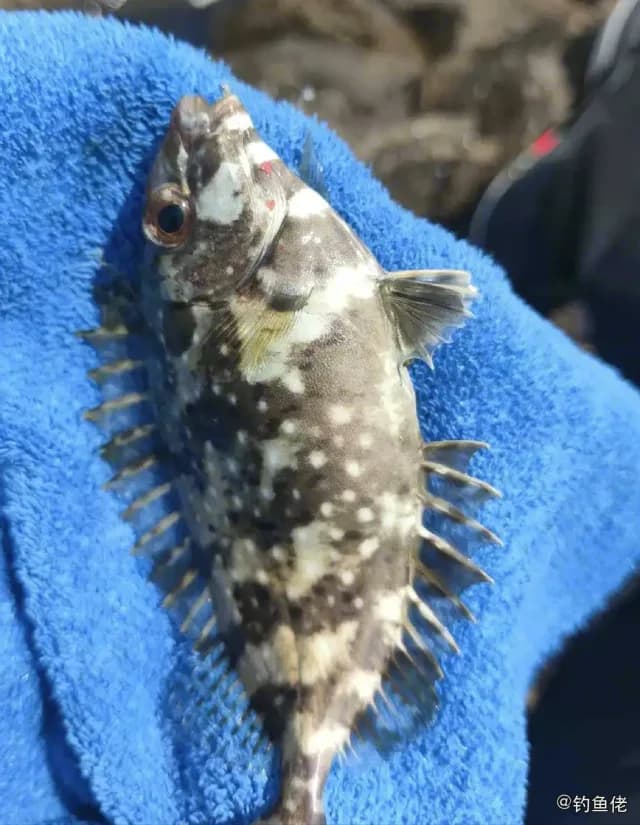 褐篮子鱼钓获 衡水市 0.5kg