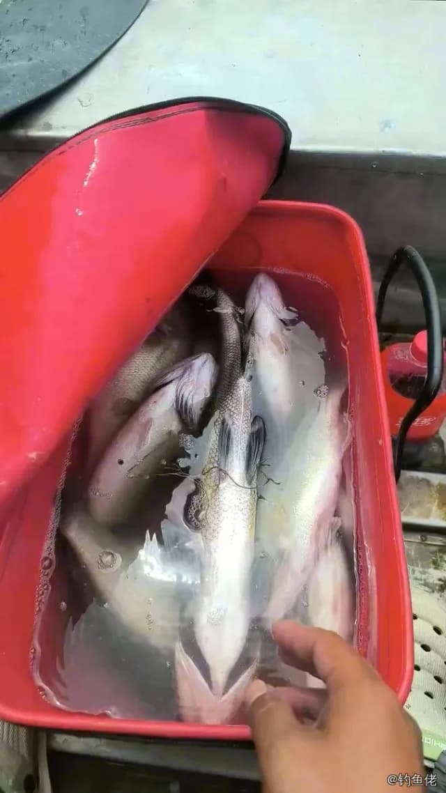 河鲈钓获 东莞市 1.5kg