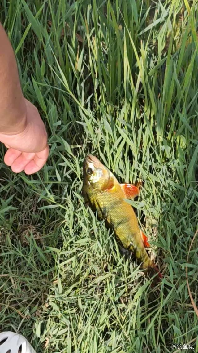 河鲈钓获 酒泉市 1kg
