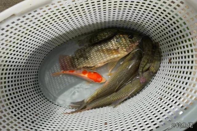 河鲈钓获 广州市 0.5kg