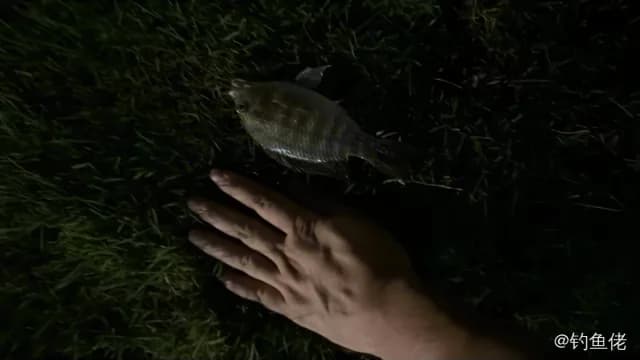 赫氏萎鳃丽鱼钓获 珠海市 0.1kg