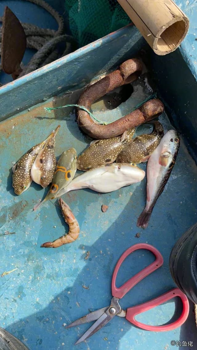 黑点多纪鲀钓获 珠海市 0.01kg