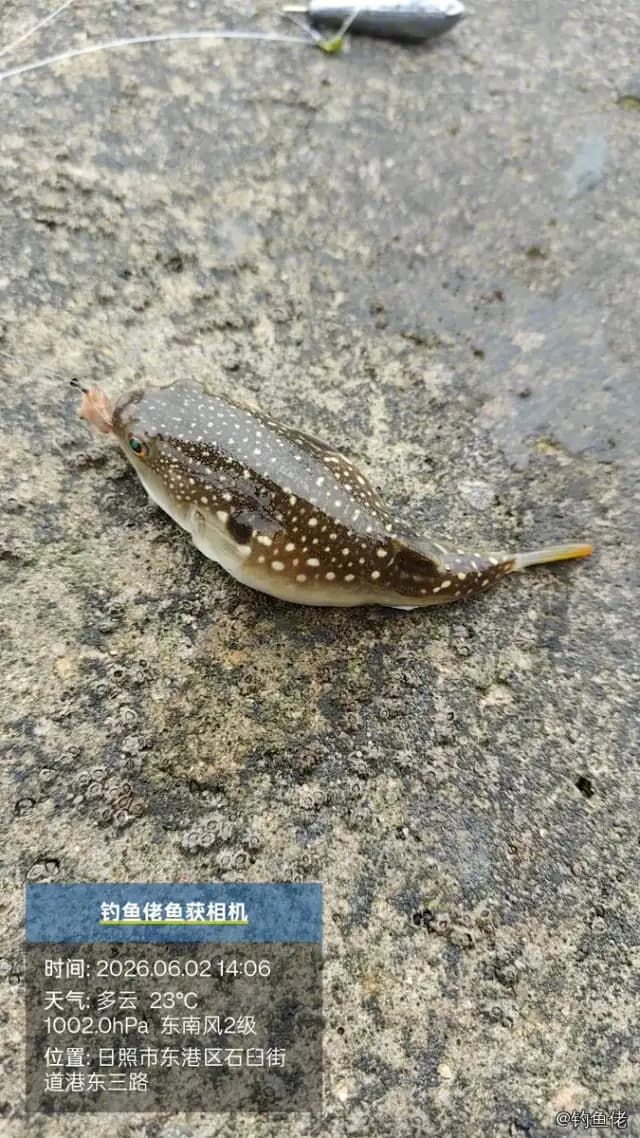 黑点多纪鲀钓获 日照市 0.01kg