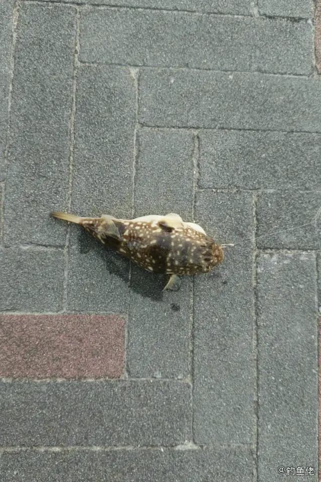 黑点多纪鲀钓获 深圳市 0.5kg
