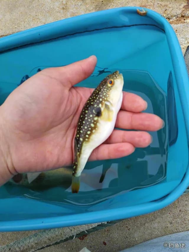 黑点多纪鲀钓获 烟台市 1kg