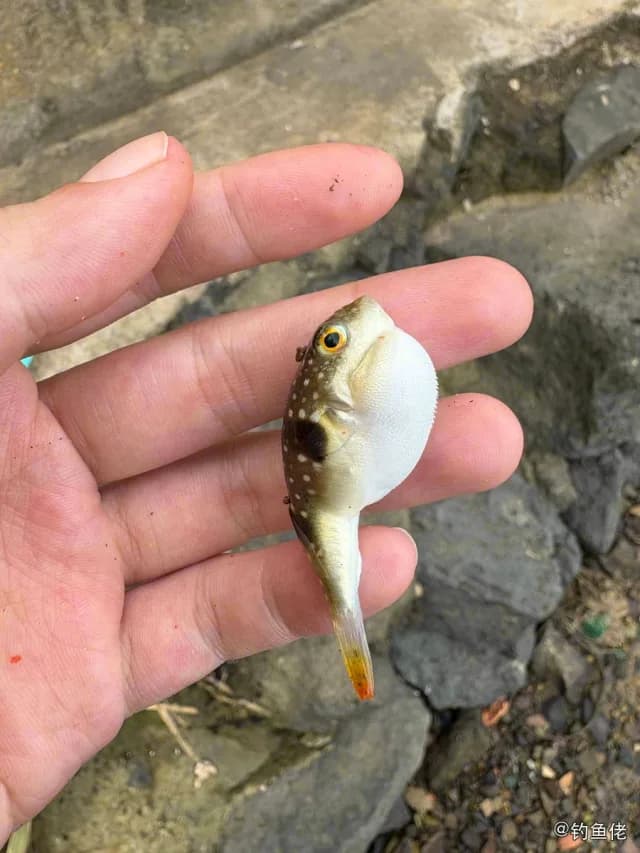 黑点多纪鲀钓获 海口市 0.08kg