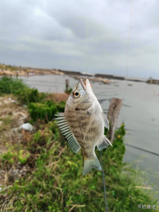 黑棘鲷钓获 日照市 0.4kg