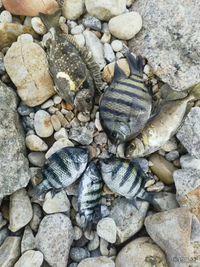 黑棘鲷钓获 深圳市 0.6kg