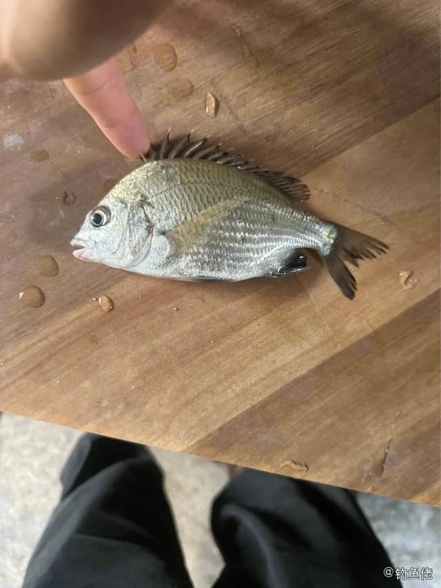 黑棘鲷钓获 泉州市 0.2kg