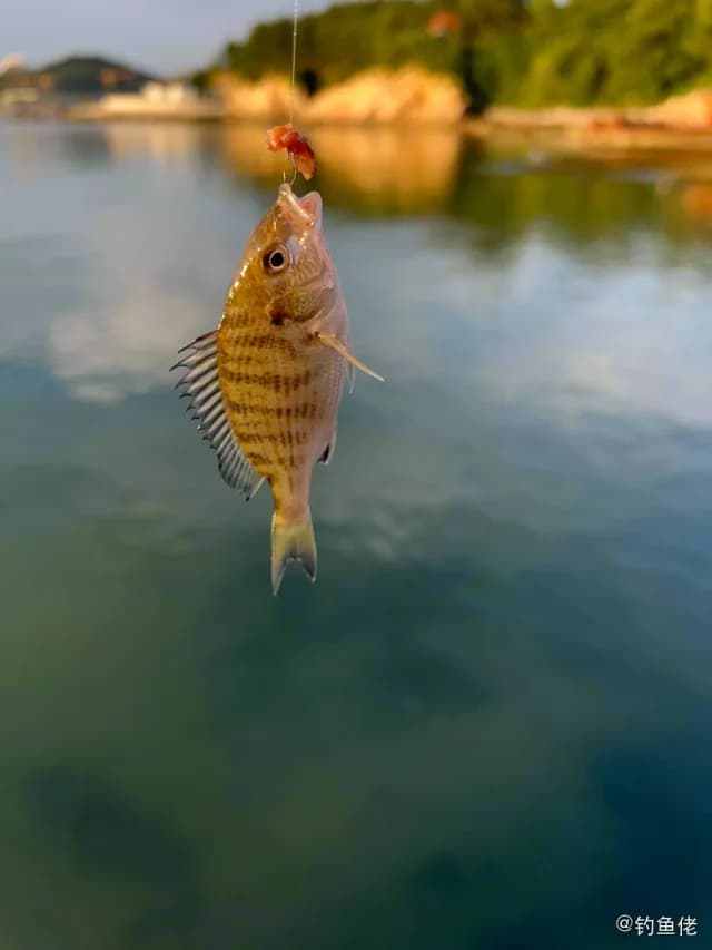 黑棘鲷钓获 威海市 4kg