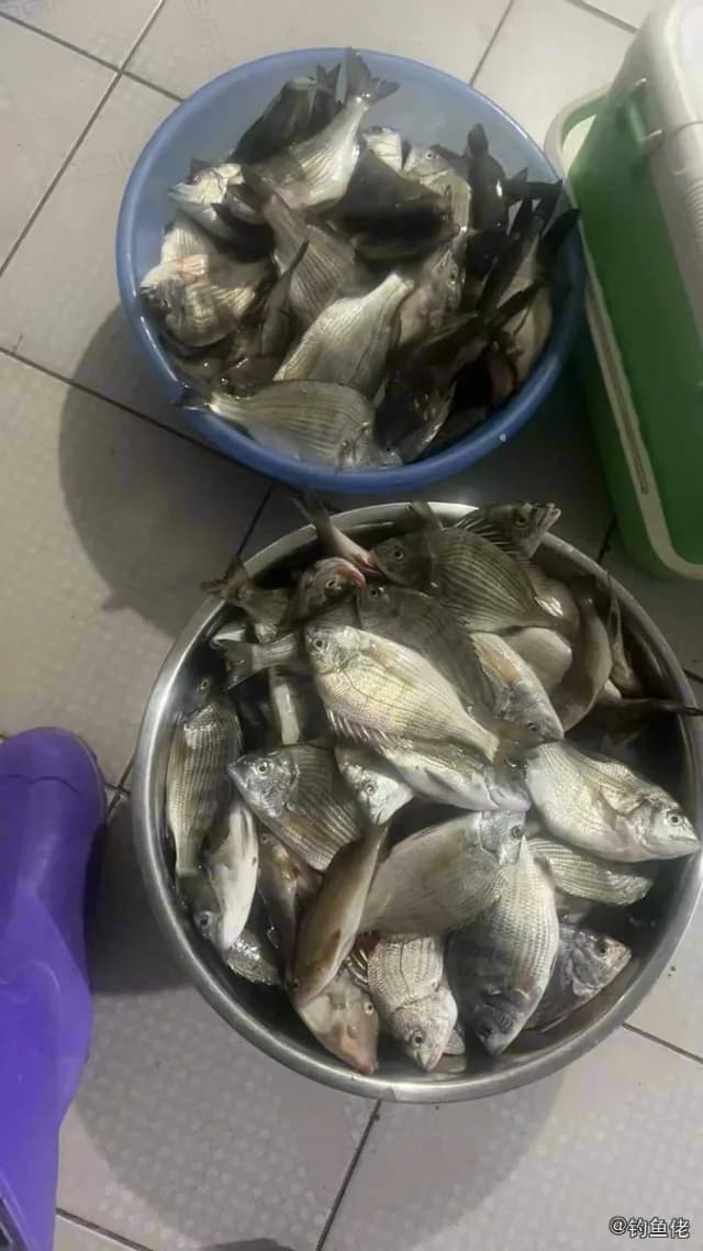 黑棘鲷钓获 葫芦岛市 4kg