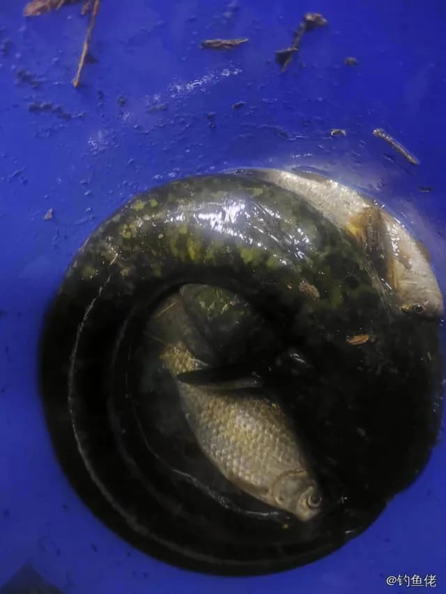 黑鳃兔头鲀钓获 洛阳市 0.5kg