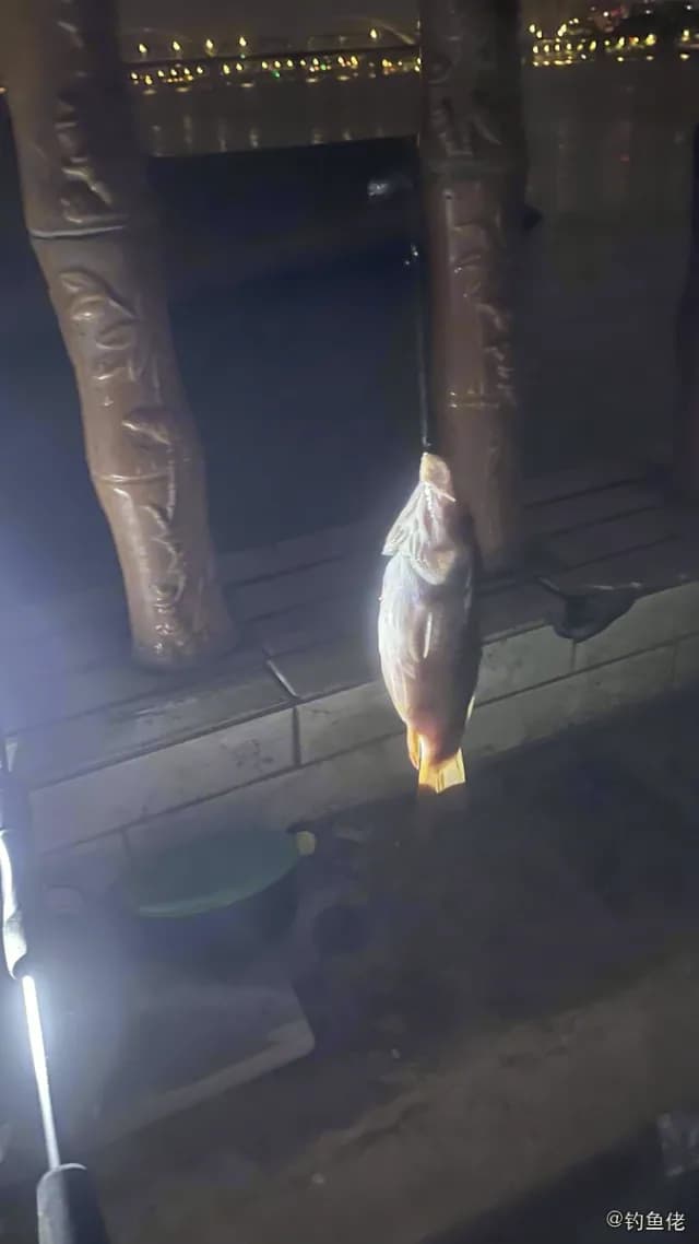 黑鳃兔头鲀钓获 柳州市 6kg