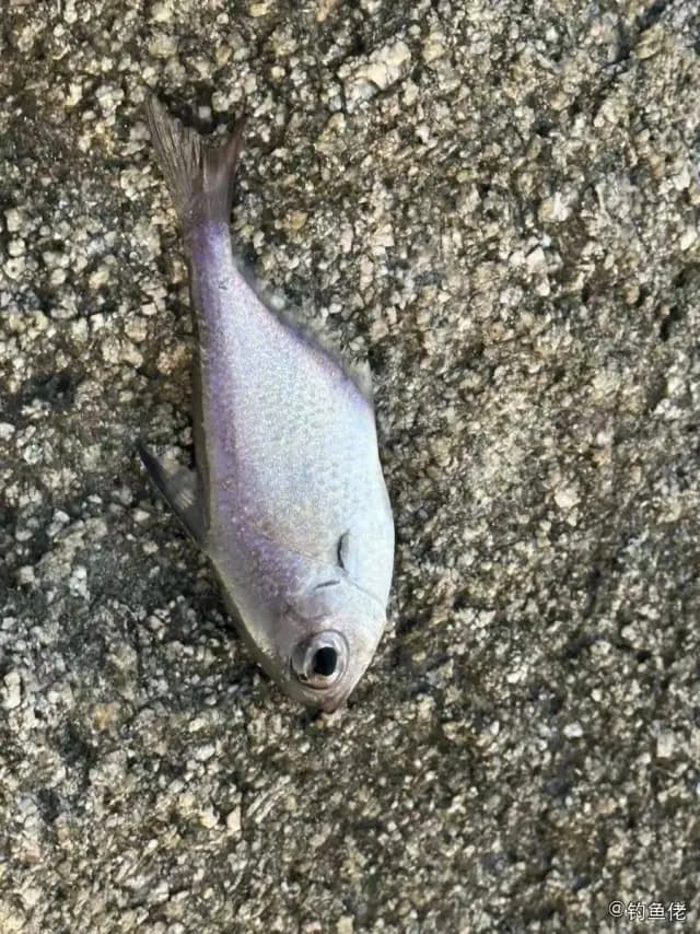 黑稍单鳍鱼钓获 海南省 0.04kg