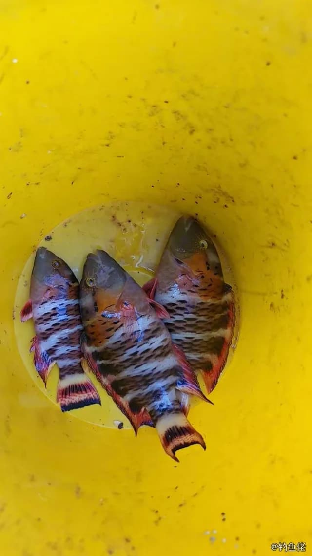 横带唇鱼钓获 中华人民共和国 0.1kg