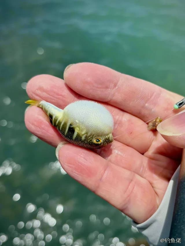 横纹多纪鲀钓获 泉州市 0.05kg