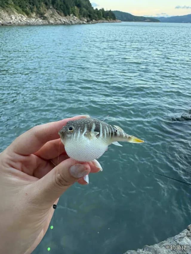横纹多纪鲀钓获 台州市 0.1kg
