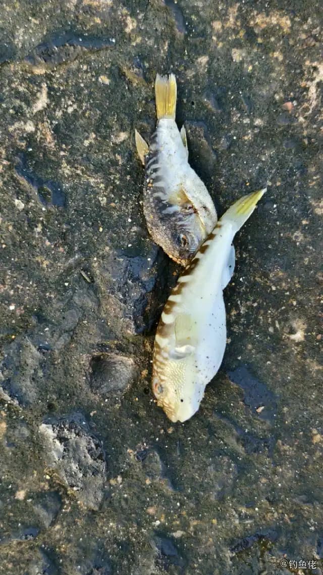 横纹多纪鲀钓获 海口市 0.2kg